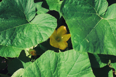 Butternut Squash Seeds