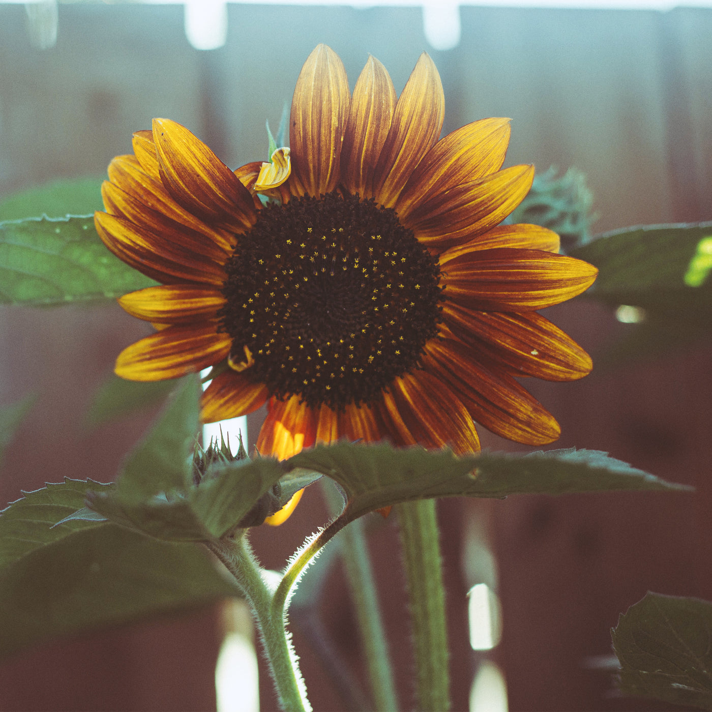 Velvet Queen Sunflower Seeds