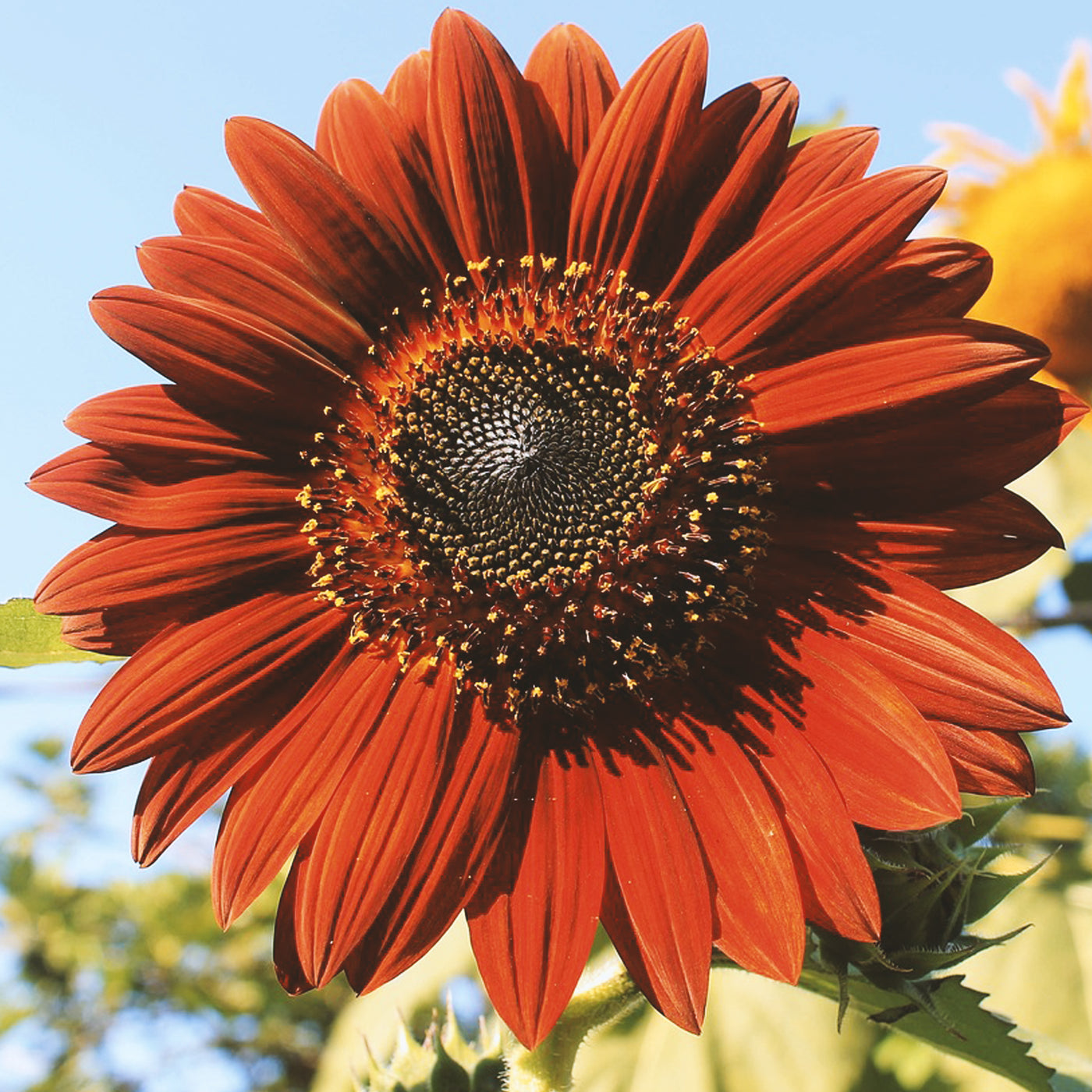 Velvet Queen Sunflower Seeds