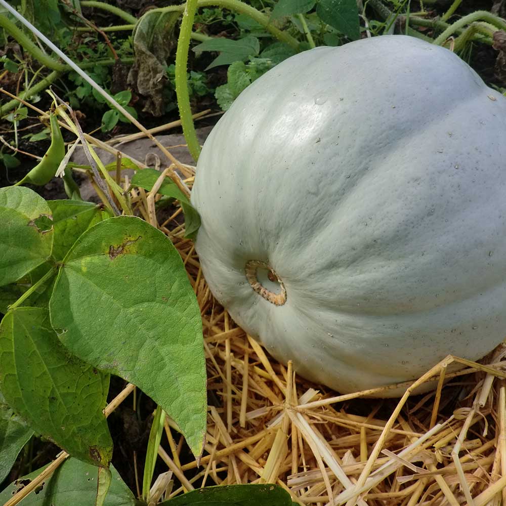 Crown Prince Squash Seeds