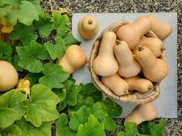 Butternut Squash Seeds