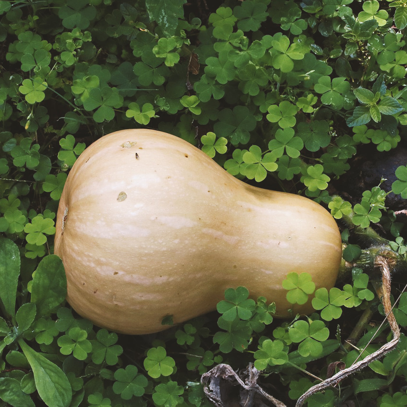 Butternut Squash Seeds