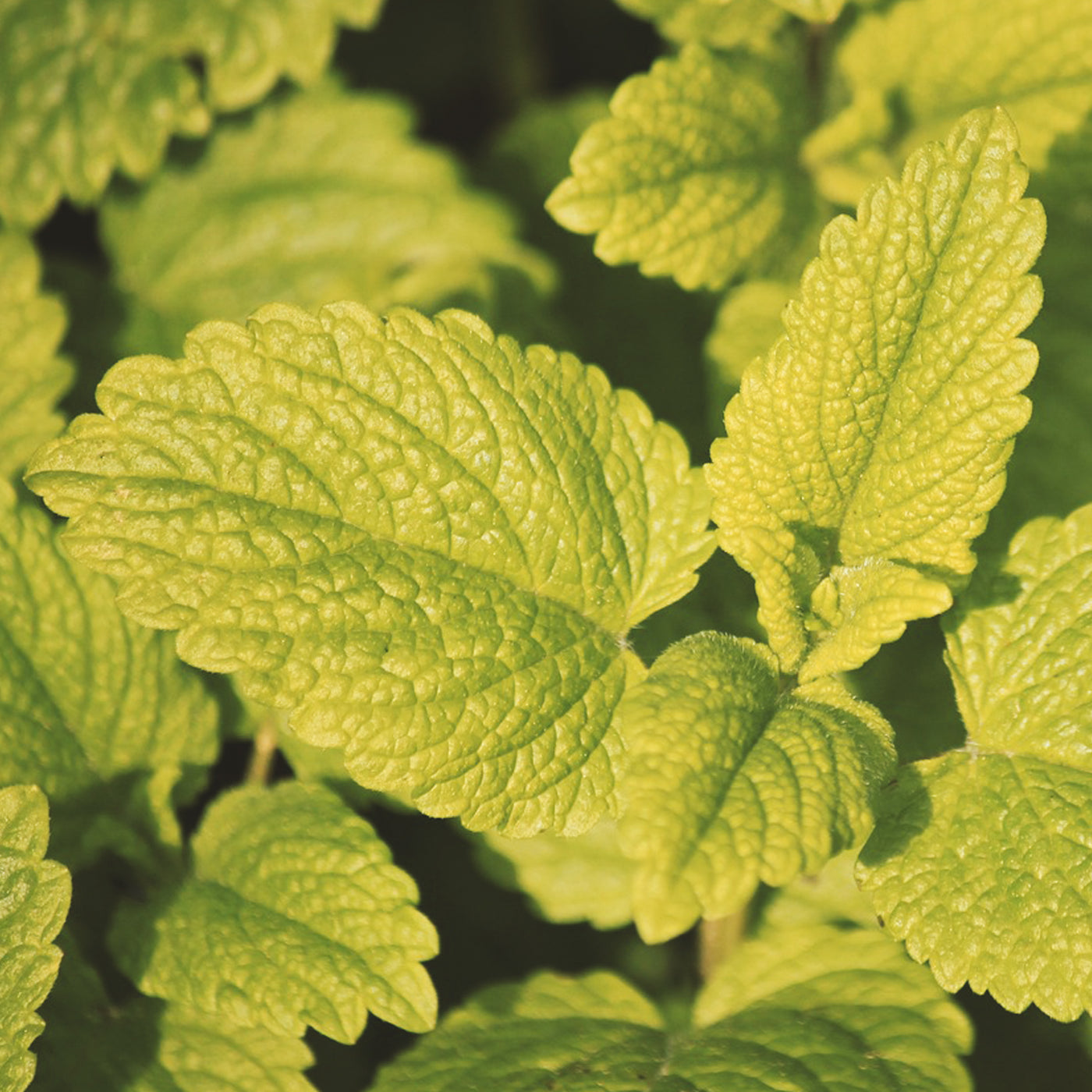 Lemon Balm Seeds