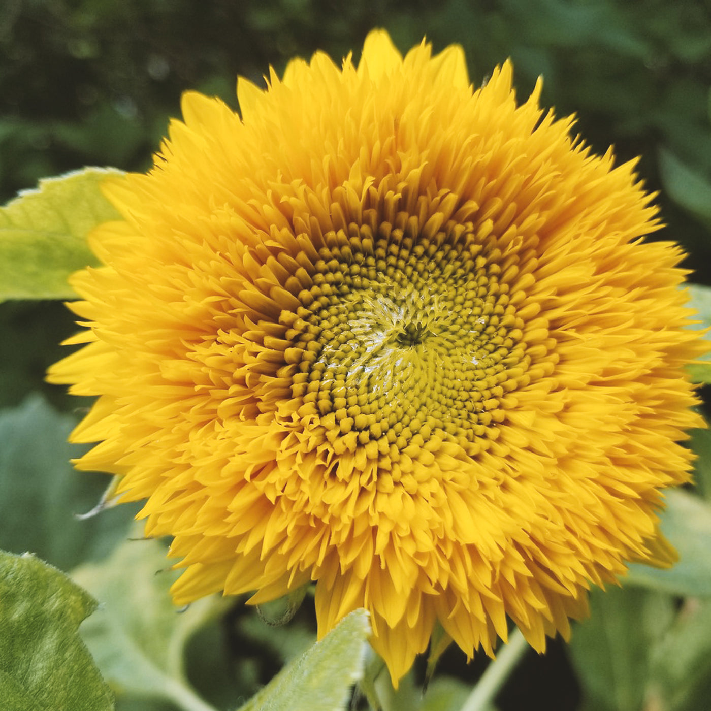 Teddy Bear Sunflower Seeds