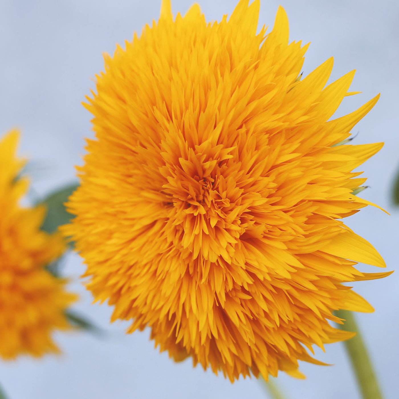 Teddy Bear Sunflower Seeds