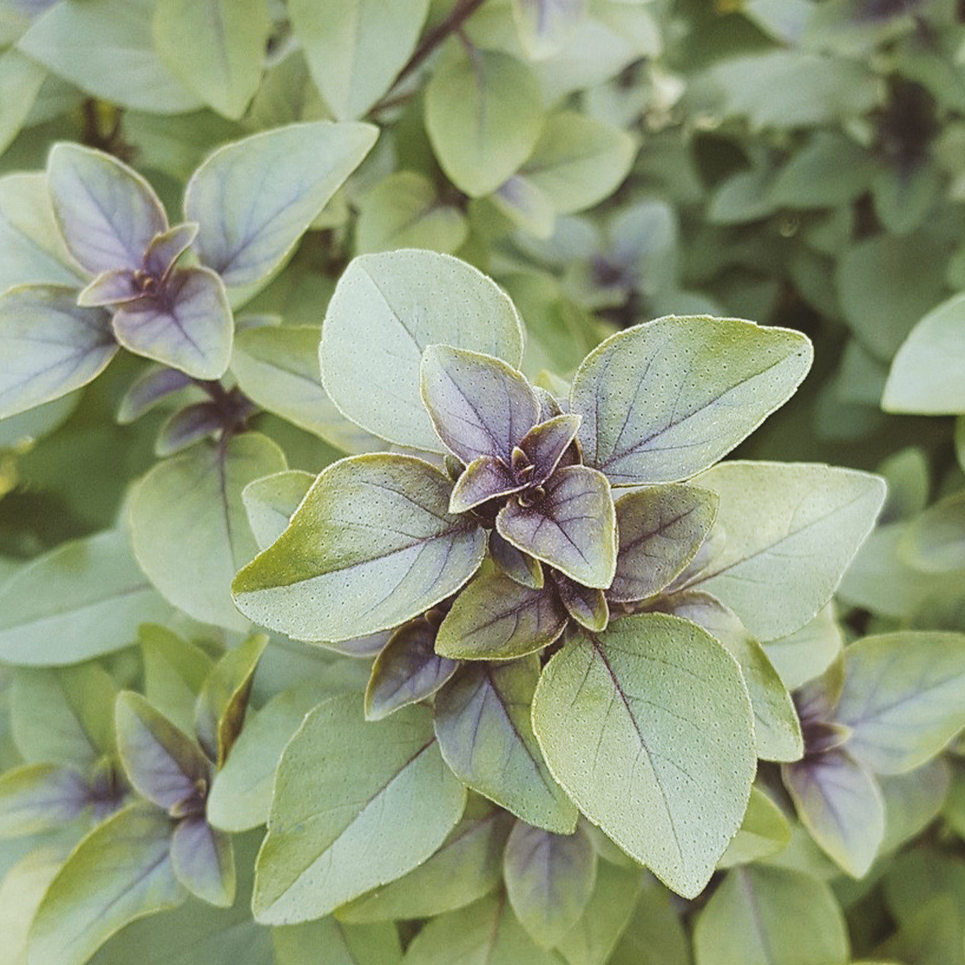 Tusli Basil Seeds