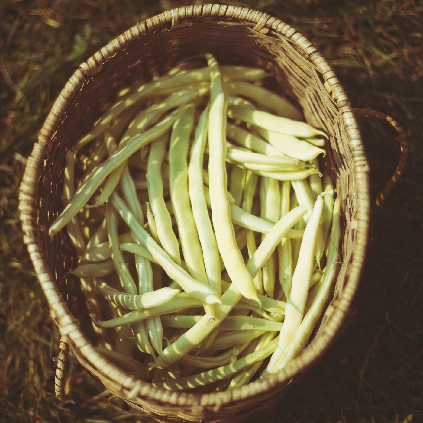 Yellow Pole Bean Seeds